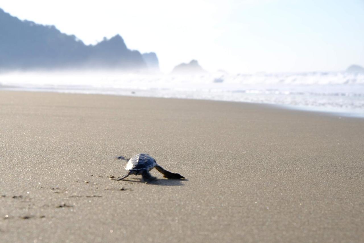 Java Turtle Lodge Meru Betiri بانيووانجى المظهر الخارجي الصورة