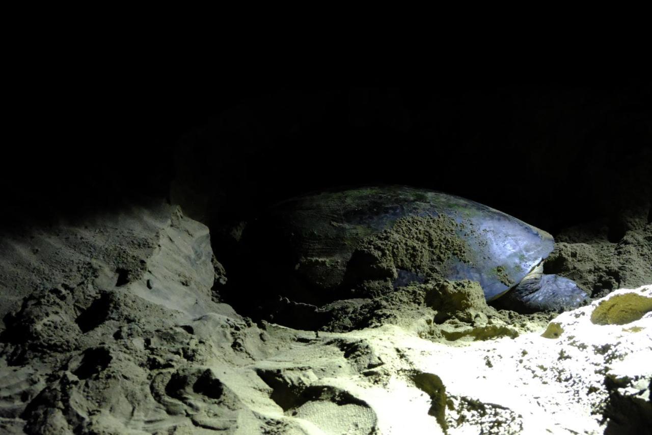 Java Turtle Lodge Meru Betiri بانيووانجى المظهر الخارجي الصورة