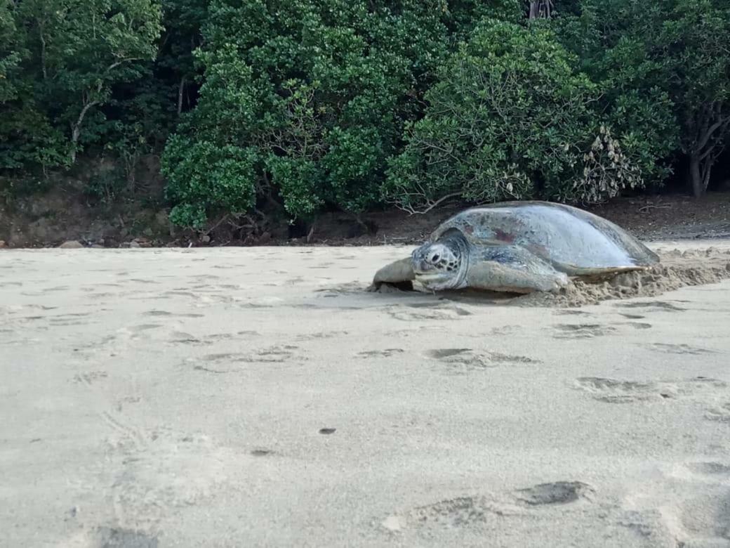 Java Turtle Lodge Meru Betiri بانيووانجى المظهر الخارجي الصورة