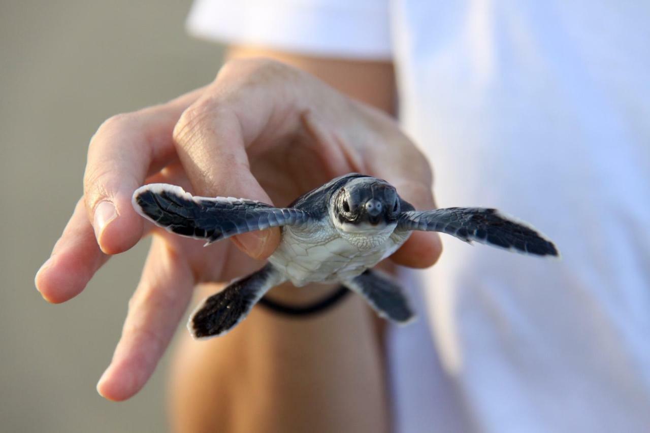 Java Turtle Lodge Meru Betiri بانيووانجى المظهر الخارجي الصورة